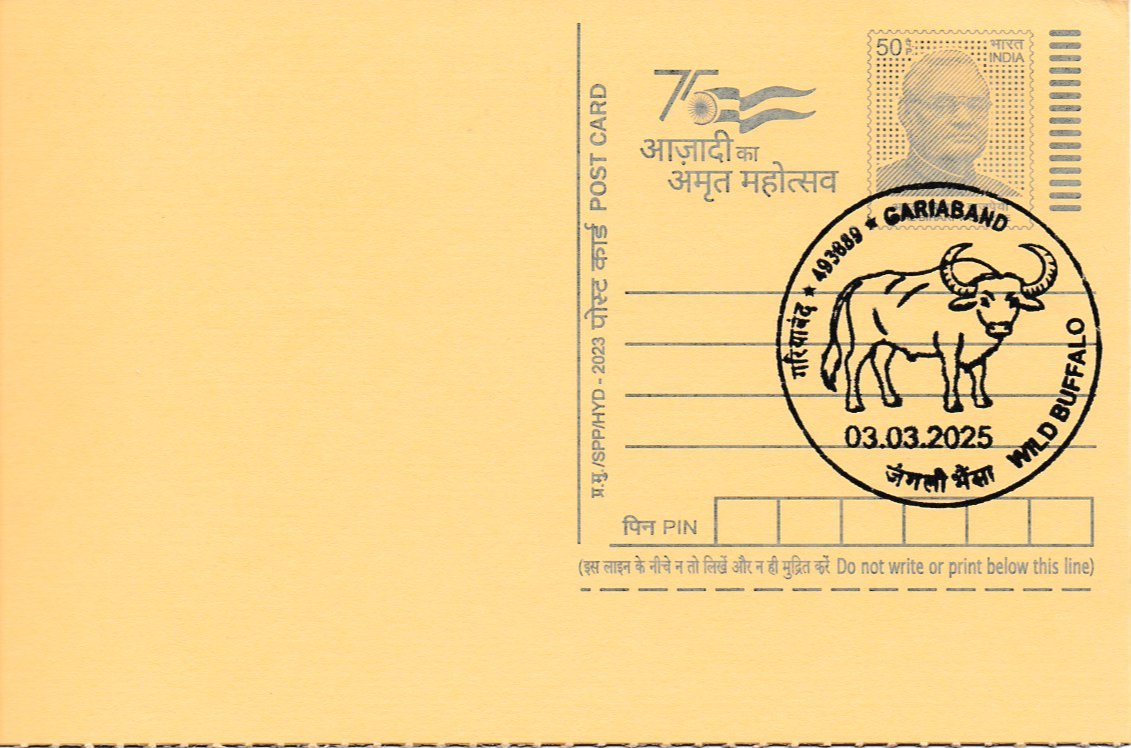 Wild Buffalo (जंगली भैंसा)